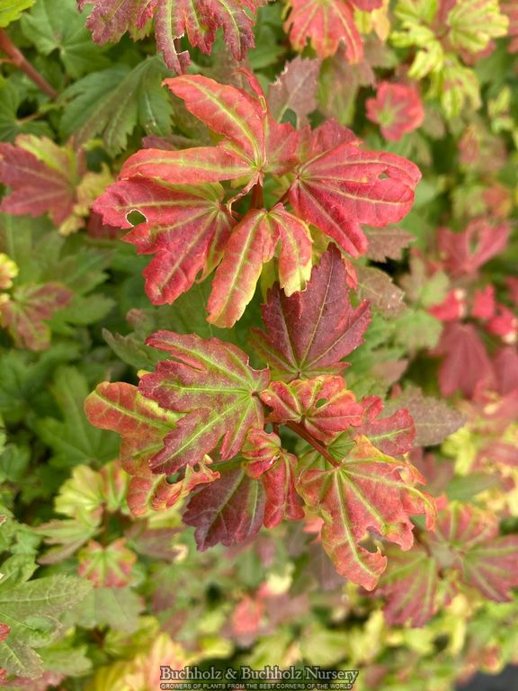 Acer circinatum 'Baby Buttons' Dwarf Japanese Maple