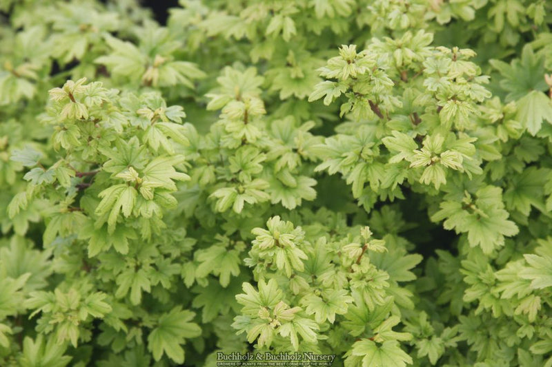 Acer circinatum 'Baby Buttons' Dwarf Japanese Maple