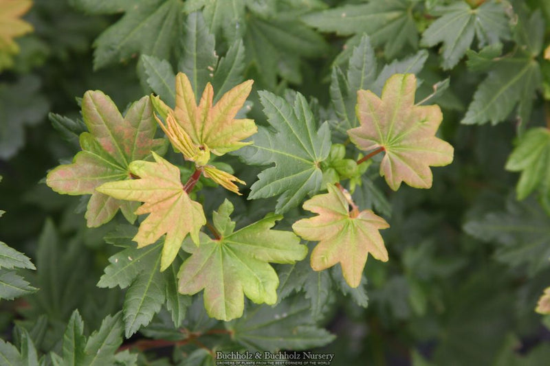 Acer circinatum 'Baby Buttons' Dwarf Japanese Maple