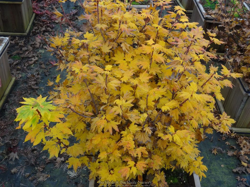 Acer circinatum 'Baby Buttons' Dwarf Japanese Maple