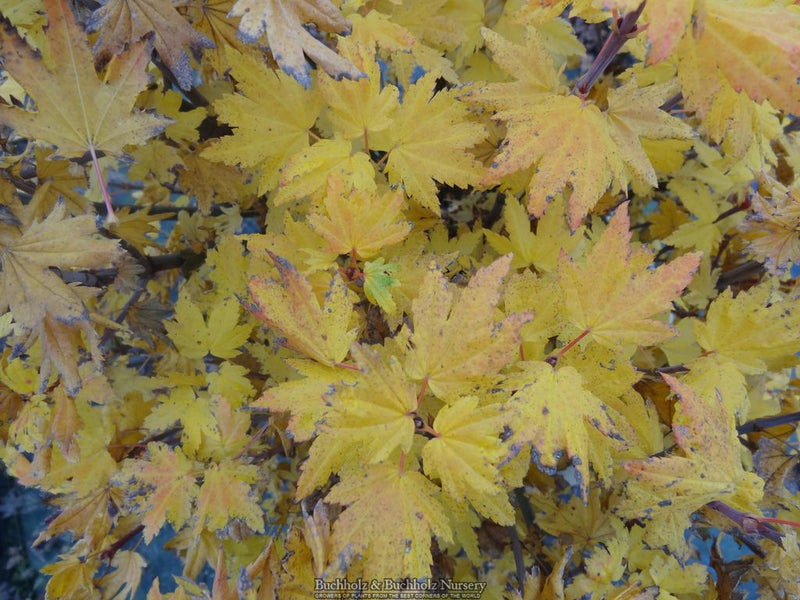 Acer circinatum 'Baby Buttons' Dwarf Japanese Maple