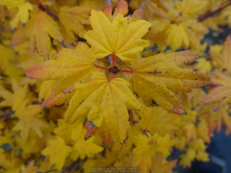 Acer circinatum 'Baby Buttons' Dwarf Japanese Maple