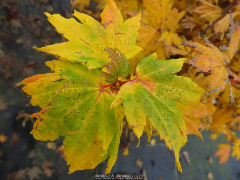 Acer circinatum 'Baby Buttons' Dwarf Japanese Maple