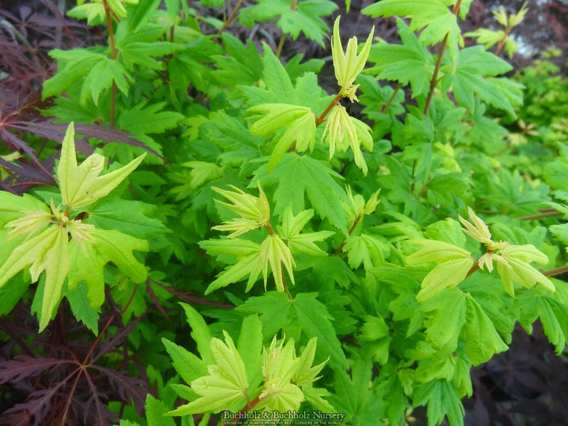 Acer circinatum 'Baby Buttons' Dwarf Japanese Maple