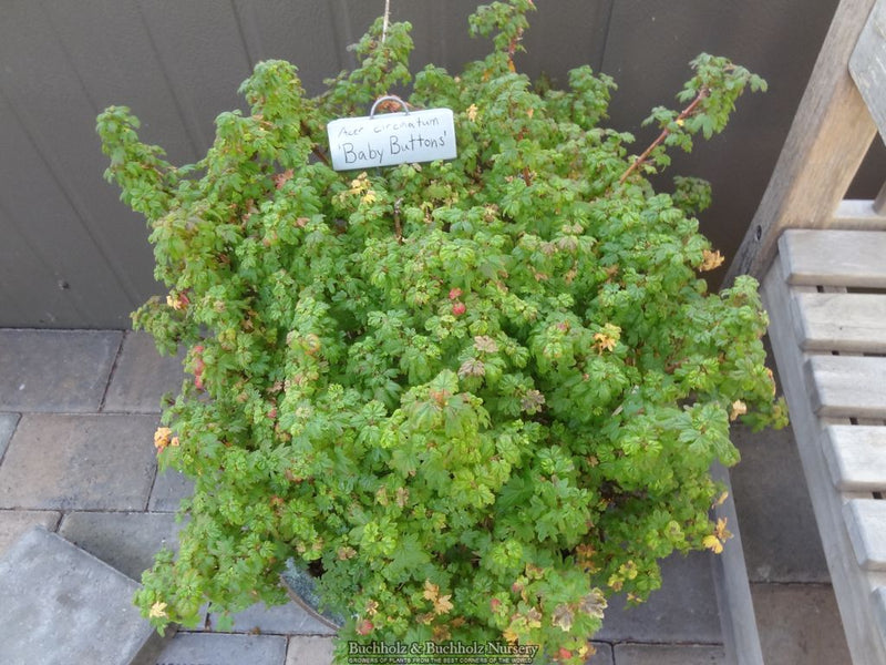 Acer circinatum 'Baby Buttons' Dwarf Japanese Maple