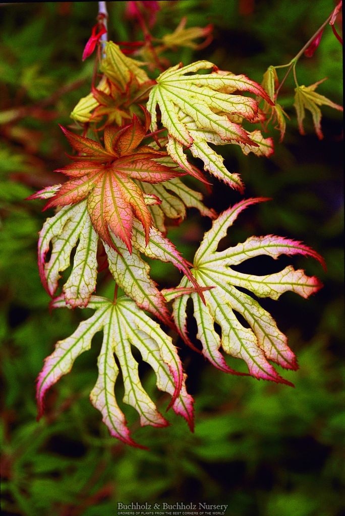 Acer palmatum 'First Ghost'
