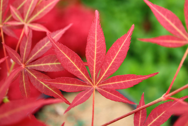 Acer palmatum 'Blackbeard's Gold' Japanese Maple