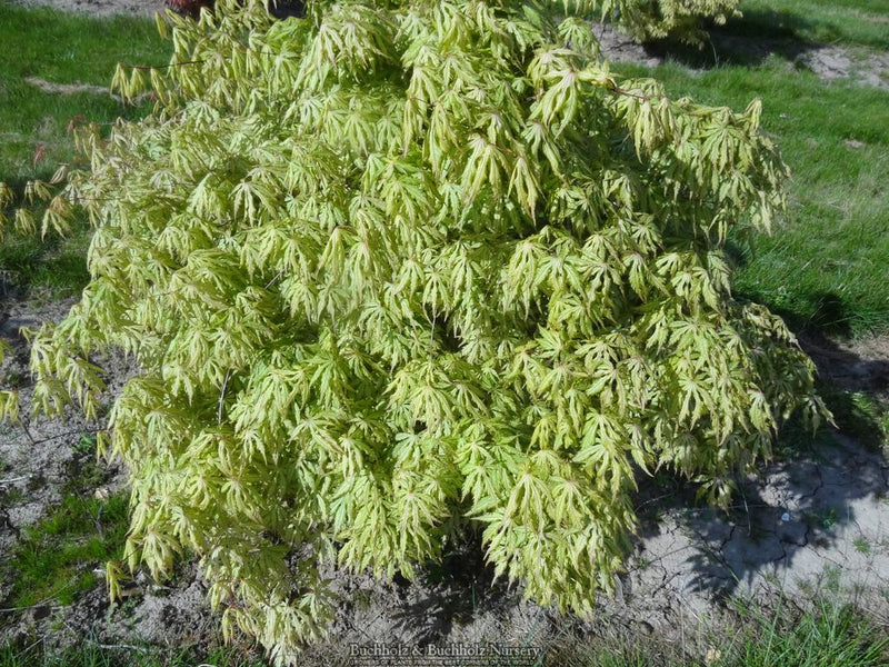 Acer palmatum 'Blonde Beauty' Japanese Maple