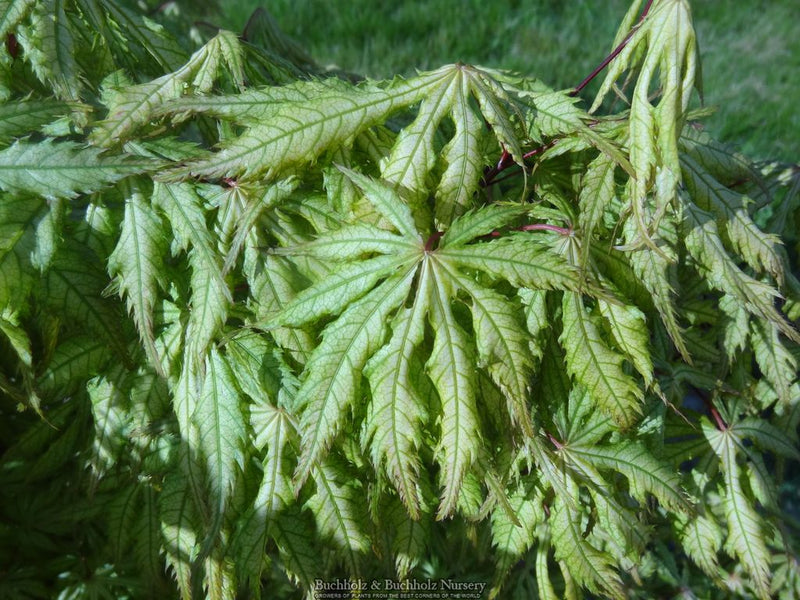 Acer palmatum 'Blonde Beauty' Japanese Maple