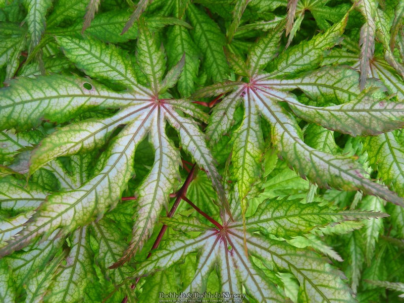 Acer palmatum 'Blonde Beauty' Japanese Maple
