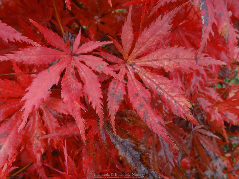 Acer palmatum 'Blonde Beauty' Japanese Maple