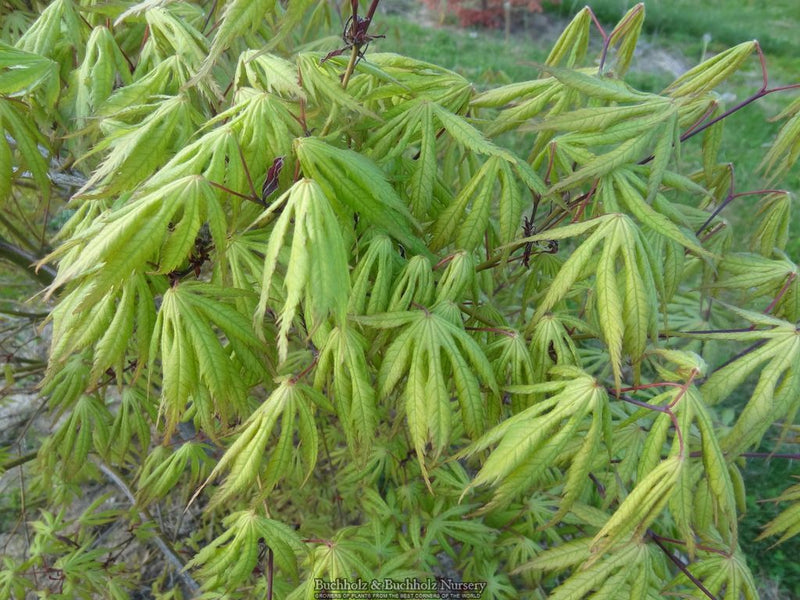 Acer palmatum 'Blonde Beauty' Japanese Maple