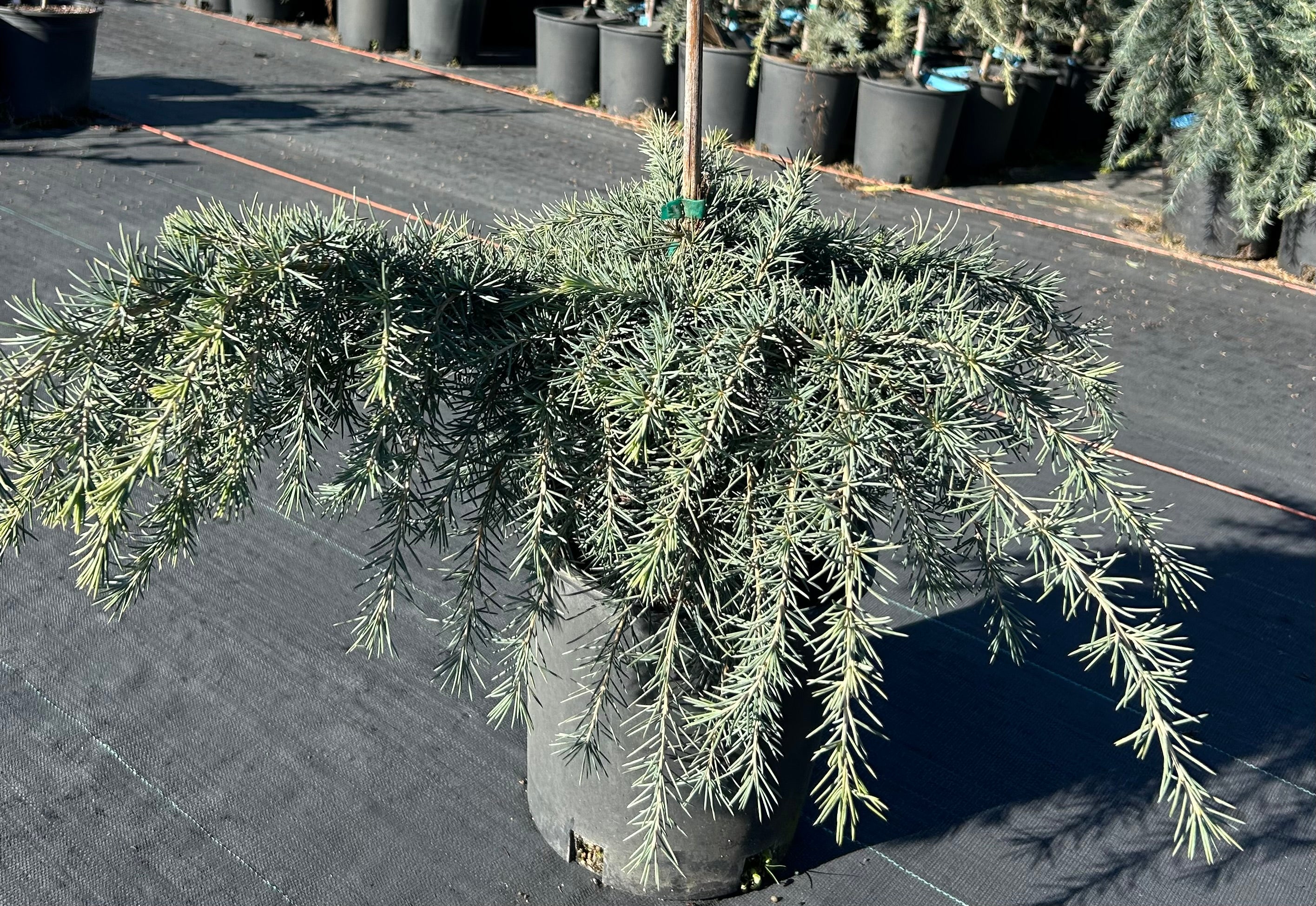 Cedrus deodara 'Feelin Blue' Blue Himalayan Cedar — Buchholz Nursery