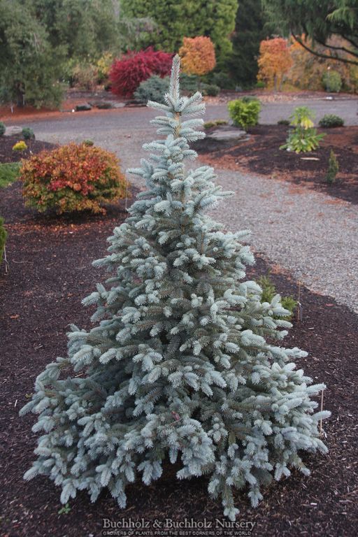Picea pungens 'Continental' Colorado Spruce