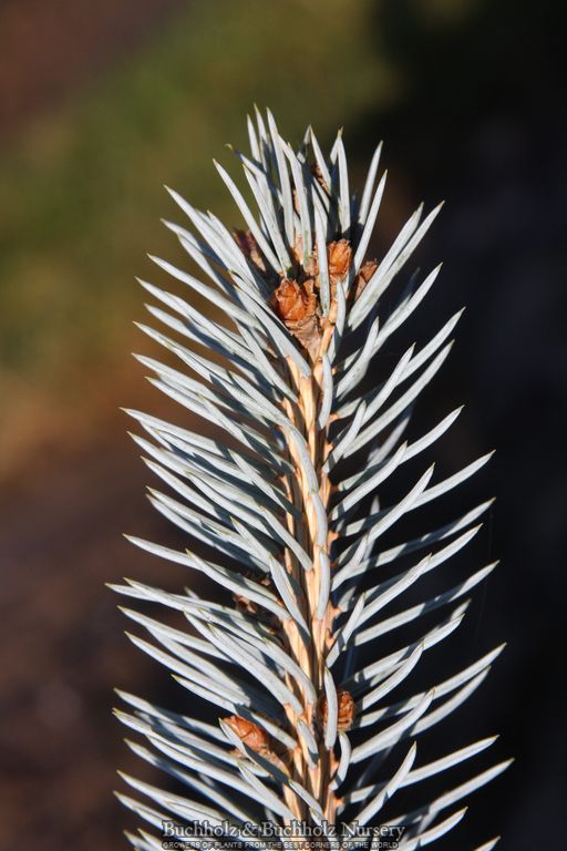 Picea pungens 'Continental' Colorado Spruce