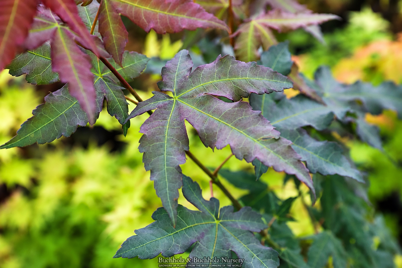 Acer oliverianum 'Mystic Jewel' Japanese Maple