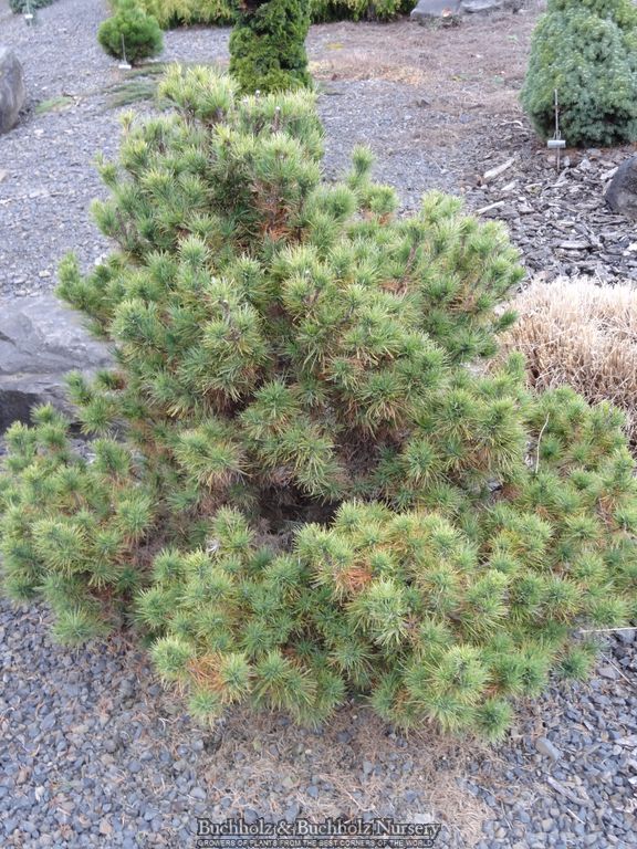 Pinus strobus 'Diggy' Dwarf Eastern White Pine