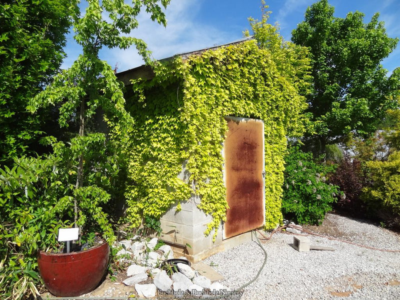 Parthenocissus tricuspidata 'Fenway Park' Golden Boston Ivy