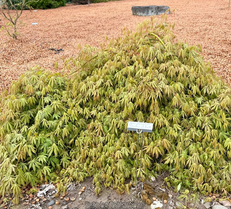 Acer palmatum 'Fountain of Youth' Weeping Japanese Maple