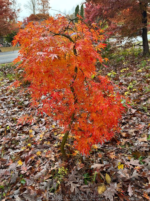 Acer palmatum 'Fountain of Youth' Weeping Japanese Maple