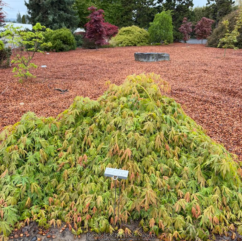 Acer palmatum 'Fountain of Youth' Weeping Japanese Maple