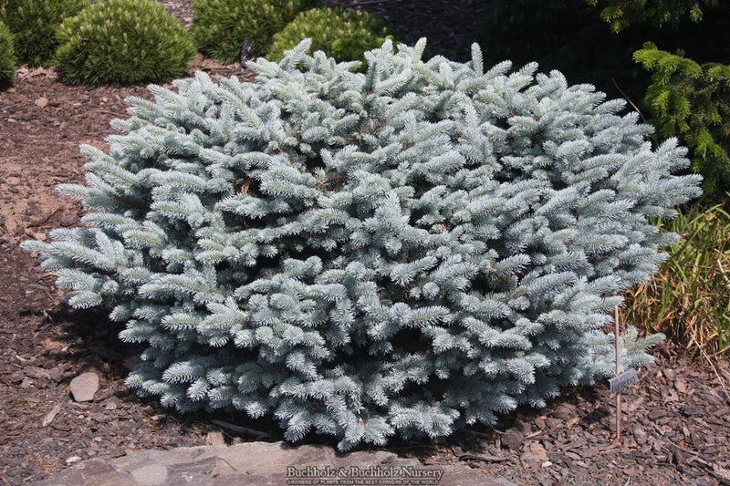 Picea pungens 'Lucretia' Dwarf Blue Spruce