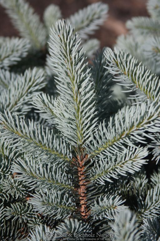 Picea pungens 'Lucretia' Dwarf Blue Spruce