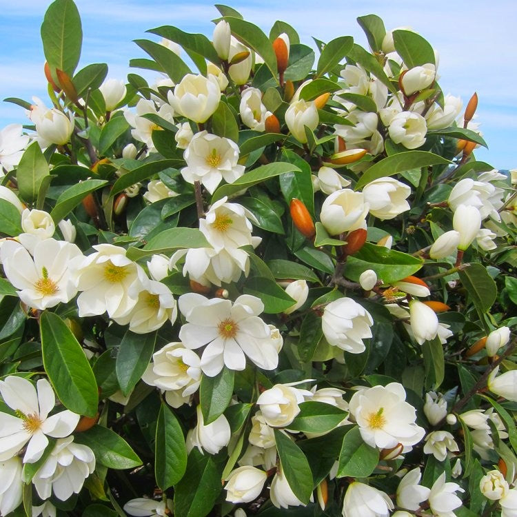 Michelia x 'MICJUR2' PP#25850 Fairy Magnolia® Cream Hybrid Magnolia