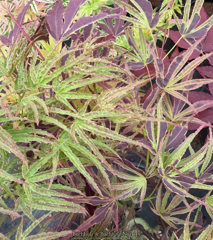 Acer Palmatum 'Manyo No Sato' Variegated Japanese maple