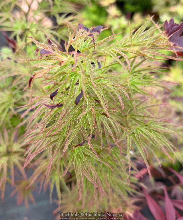 Acer Palmatum 'Manyo No Sato' Variegated Japanese maple