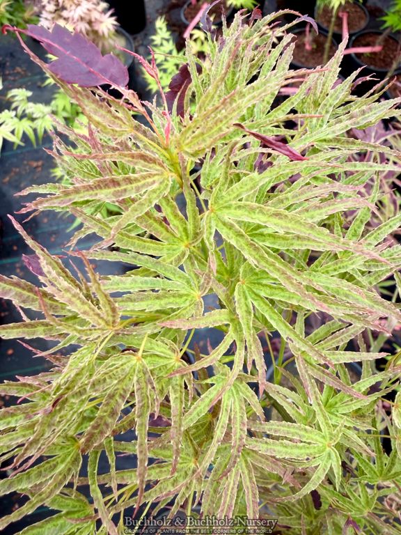 Acer Palmatum 'Manyo No Sato' Variegated Japanese maple