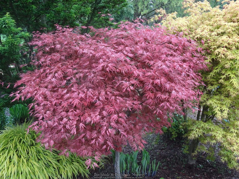 Acer palmatum 'Mikazuki' Japanese Maple