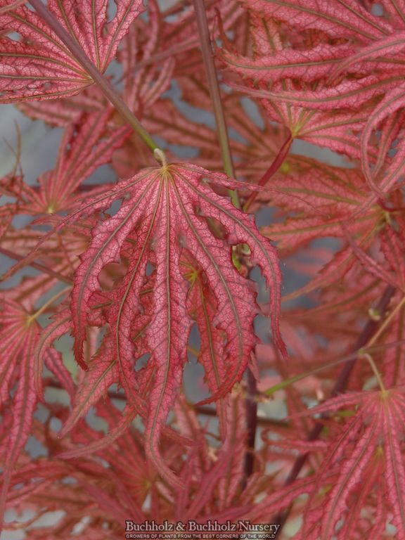 Acer palmatum 'Mikazuki' Japanese Maple