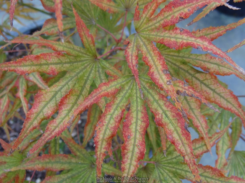Acer palmatum 'Mikazuki' Japanese Maple