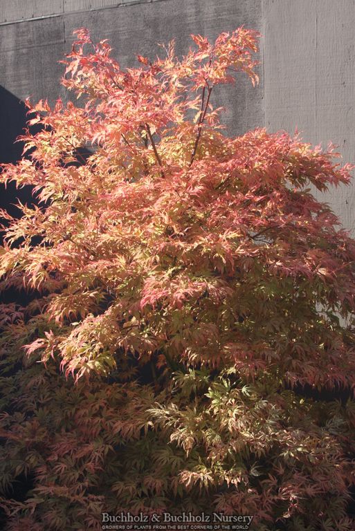 Acer palmatum 'Mikazuki' Japanese Maple