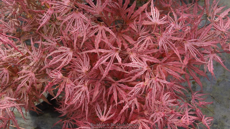 Acer palmatum 'Mikazuki' Japanese Maple