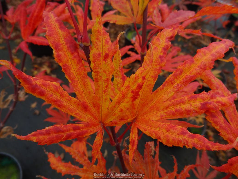 Acer palmatum 'Mikazuki' Japanese Maple