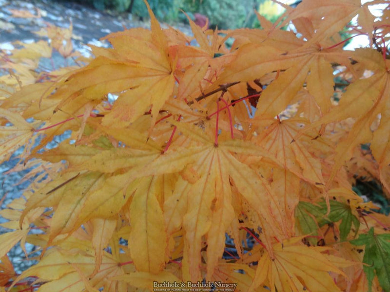 Acer palmatum 'Mikazuki' Japanese Maple