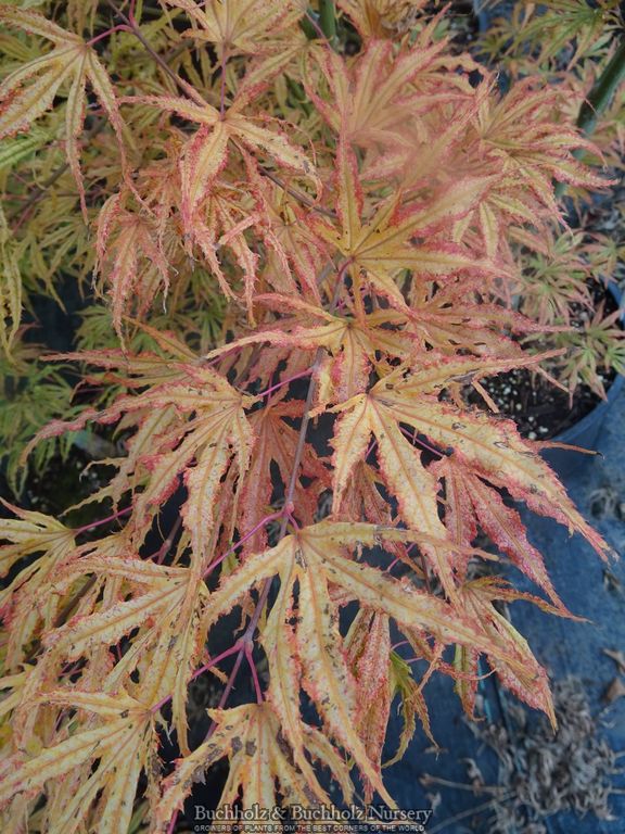 Acer palmatum 'Mikazuki' Japanese Maple