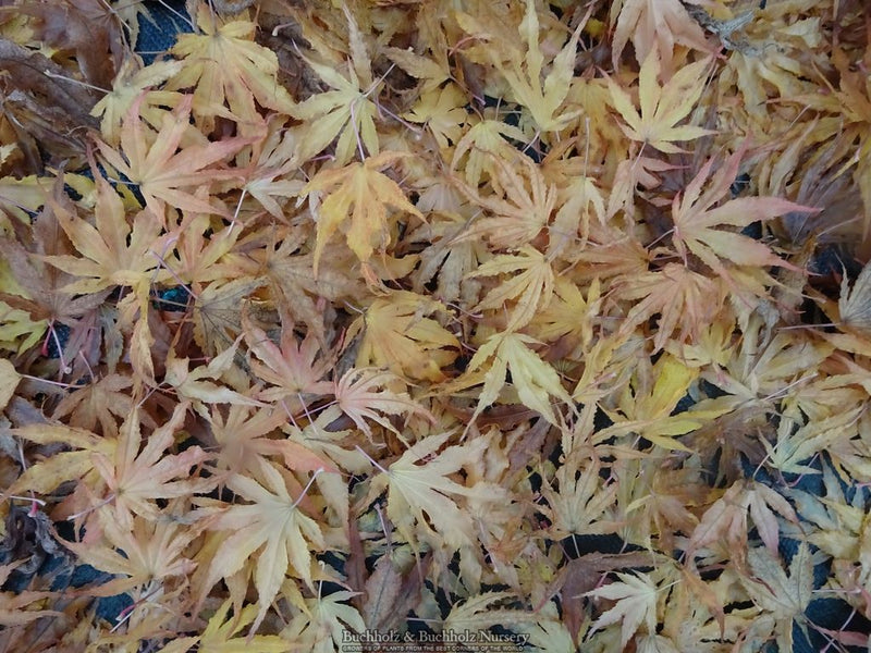 Acer palmatum 'Mikazuki' Japanese Maple
