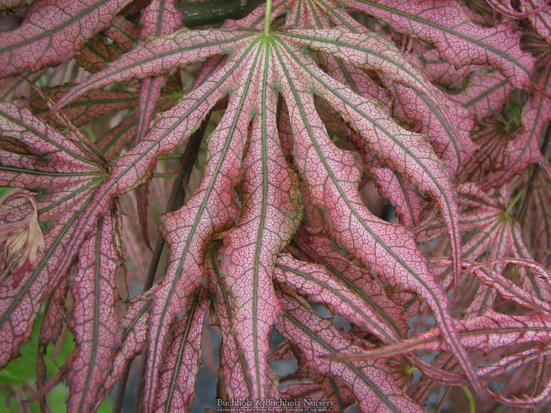 Acer palmatum 'Mikazuki' Japanese Maple