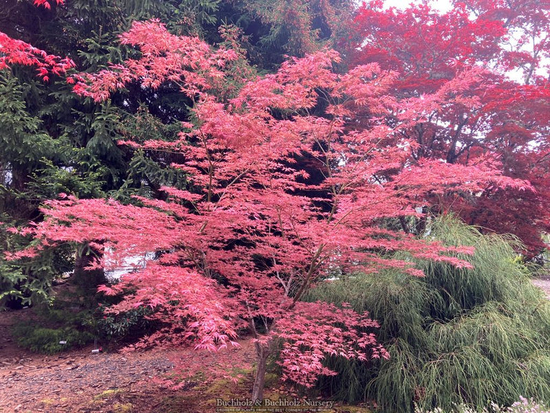 Acer palmatum 'Mikazuki' Japanese Maple