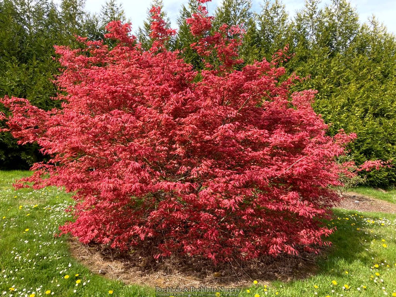 Acer palmatum 'Mikazuki' Japanese Maple