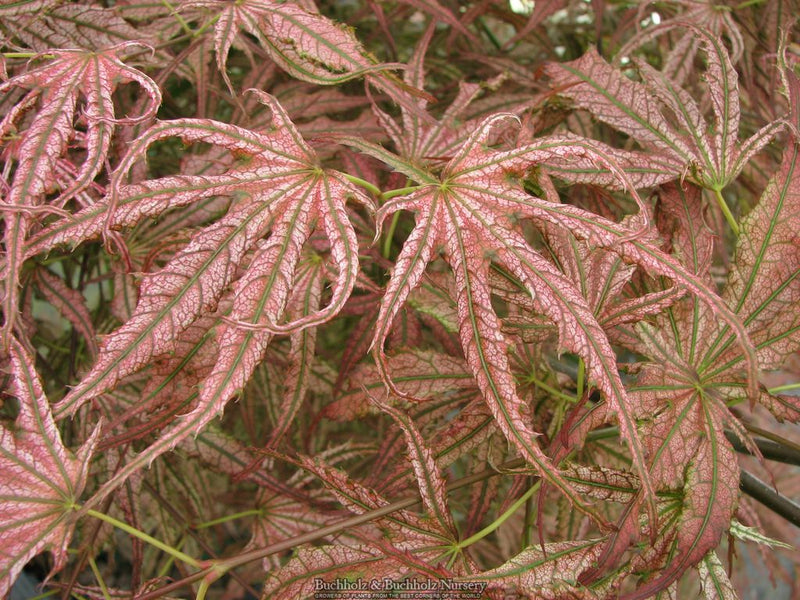 Acer palmatum 'Mikazuki' Japanese Maple