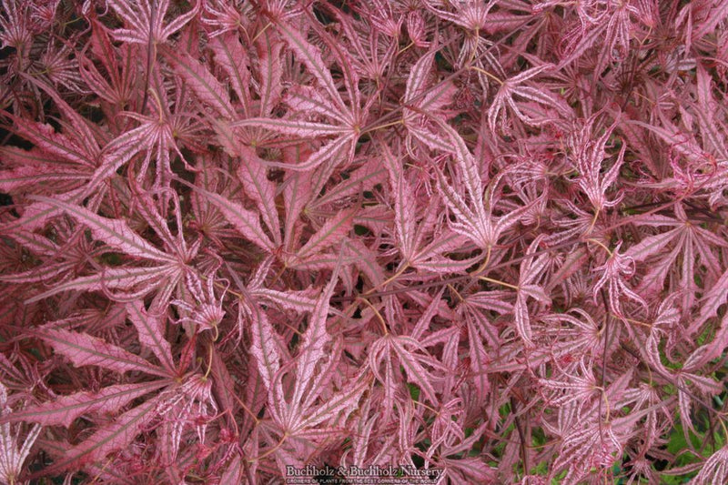 Acer palmatum 'Mikazuki' Japanese Maple