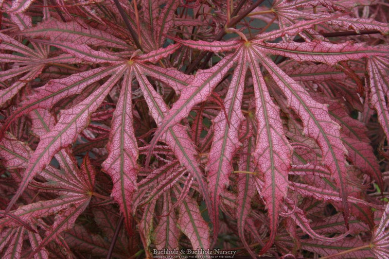 Acer palmatum 'Mikazuki' Japanese Maple