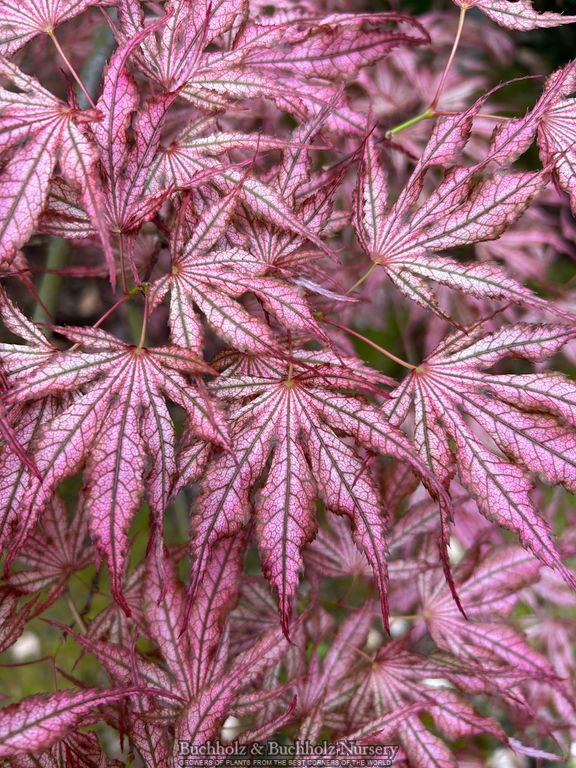 Acer palmatum 'Mikazuki' Japanese Maple
