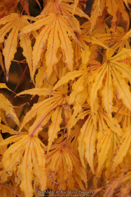 Acer palmatum 'Mikazuki' Japanese Maple