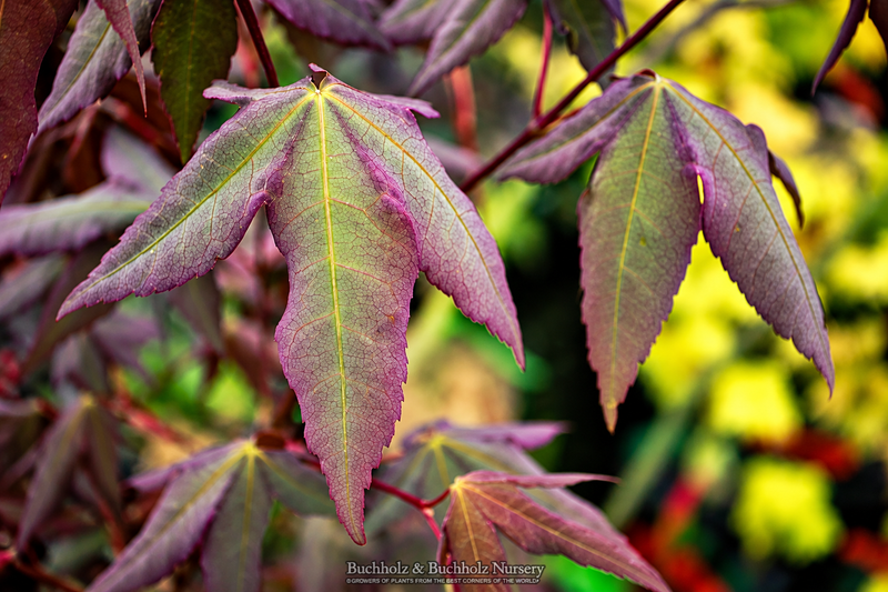 Acer oliverianum 'Mystic Jewel' Japanese Maple
