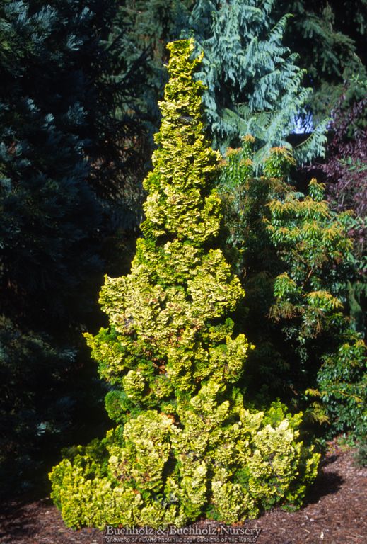 Chamaecyparis obtusa 'Nana lutea' Dwarf Hinoki Cypress